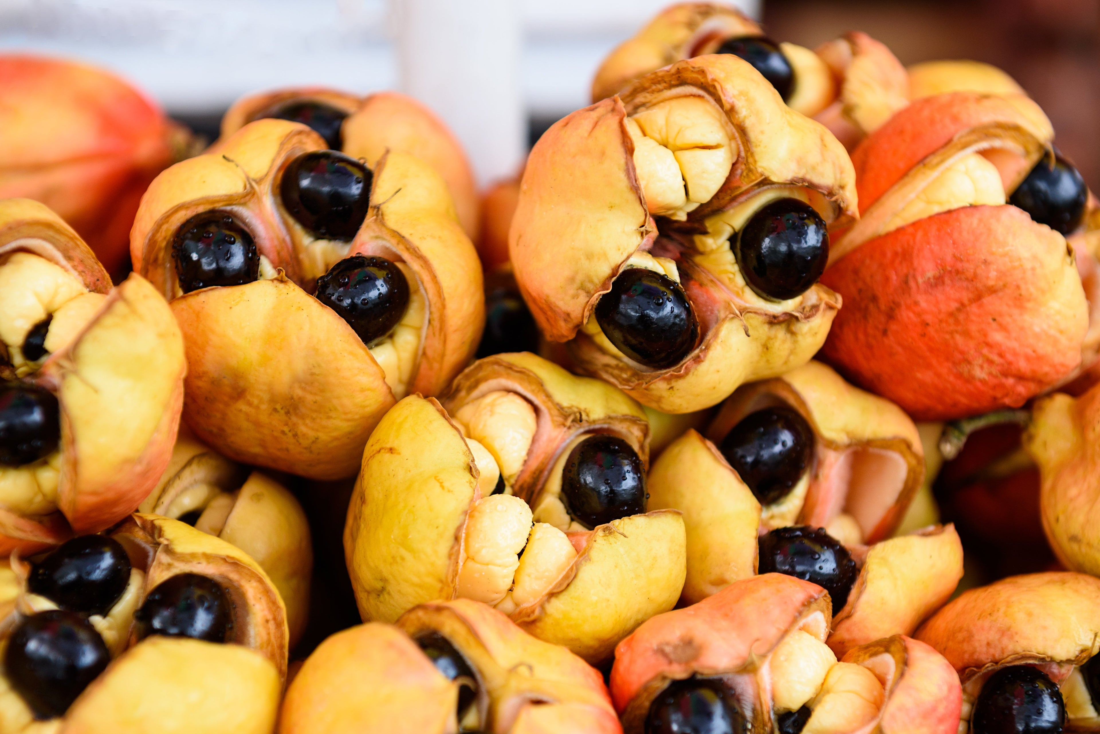 Ackee for Sale: Ackees in Brine or Ackees in Salt Water