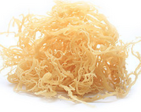 100% Natural Jamaican Irish Sea Moss (16oz) - Non GMO No Preservatives, Organic and Wildcrafted - Improve Skin Health - Boost Immune System