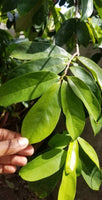 Jamaican Soursop Leaves, Graviola Loose Leaf Tea 100+ leaves dried