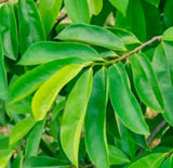 Jamaican Soursop Leaves, Graviola Loose Leaf Tea 100+ leaves dried