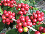 100% Jamaican Blue Mountain Coffee, Pure, Organic, Roasted Whole Beans - JamaicanFavorite